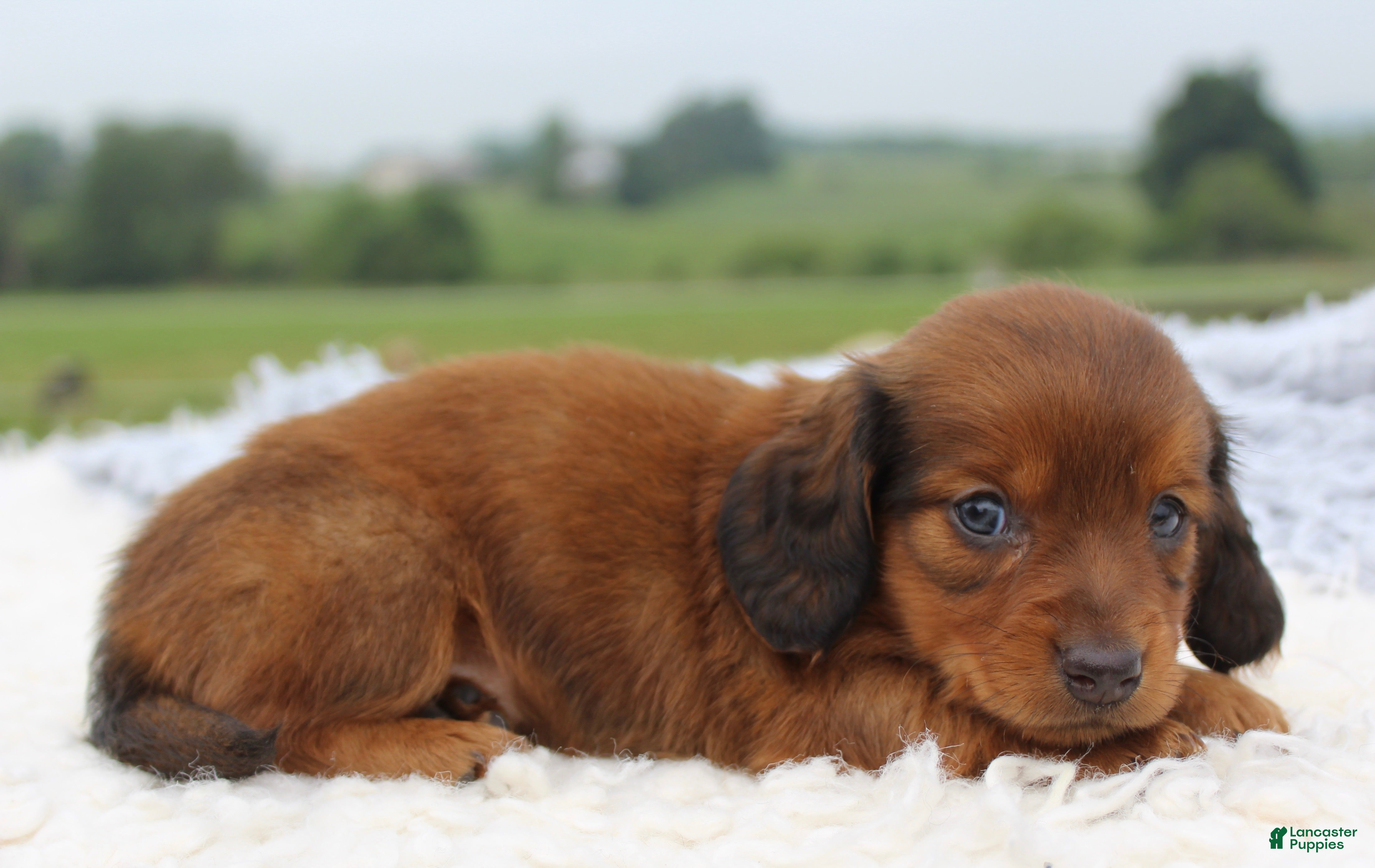 Miniature Dachshund dogs Miniature Dachshund 3 - Ad 16