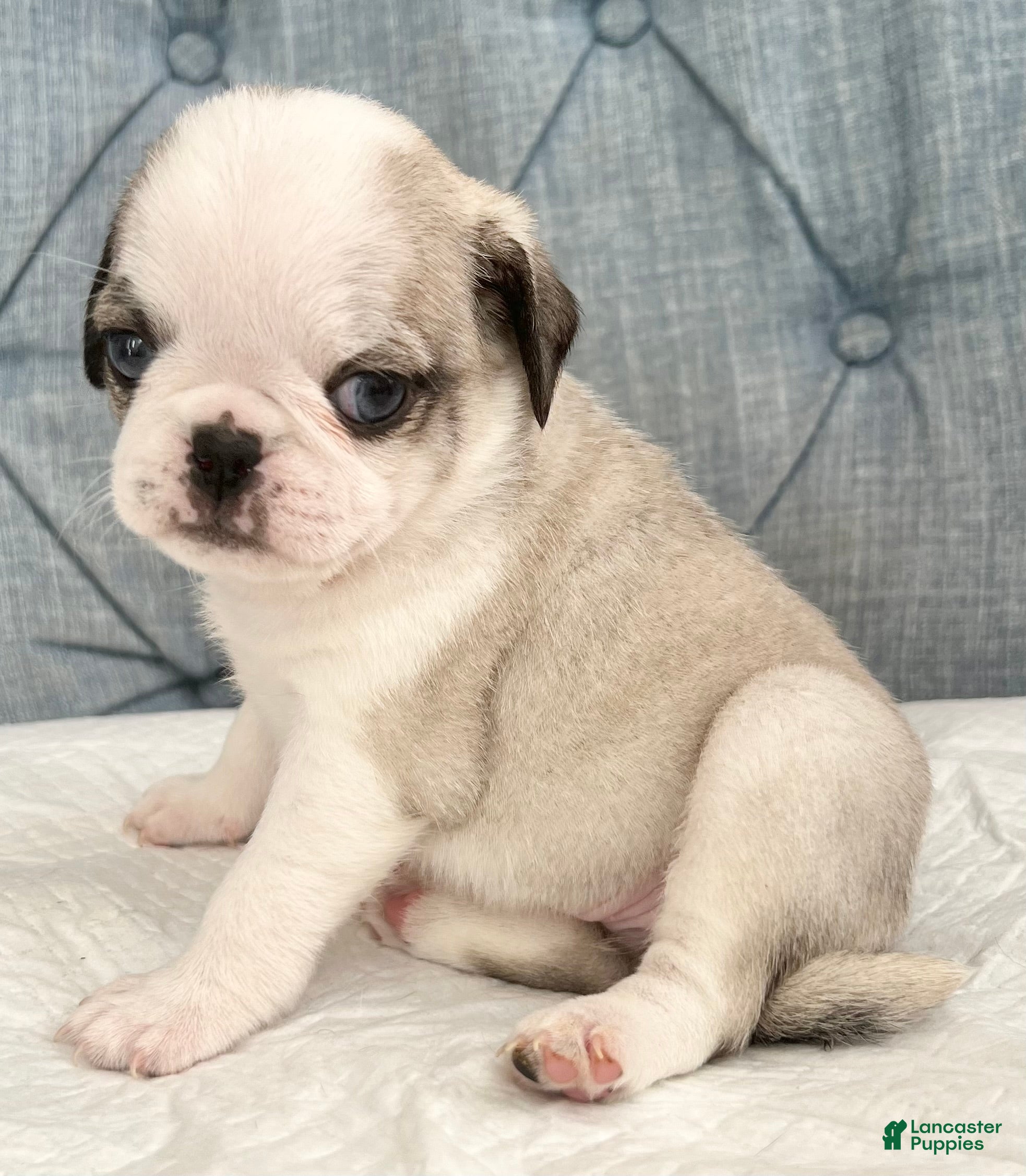 Pug dogs Panda blue eyes girl - Ad 11
