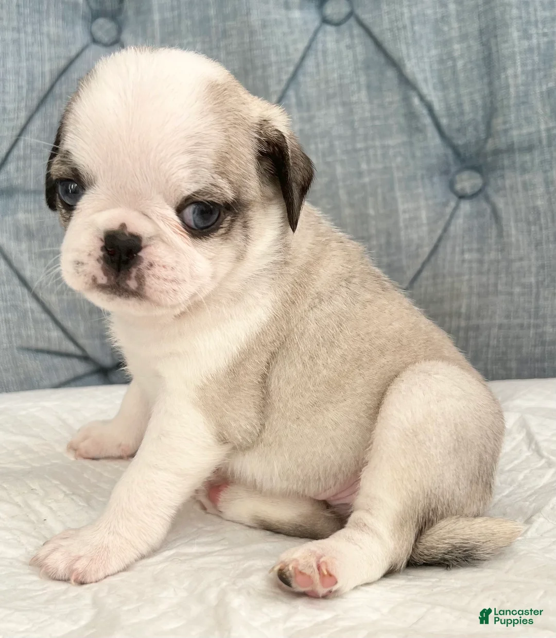 Pug dogs for sale: Panda blue eyes girl - Ad 1