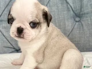 Pug dogs Panda blue eyes girl - Ad 11