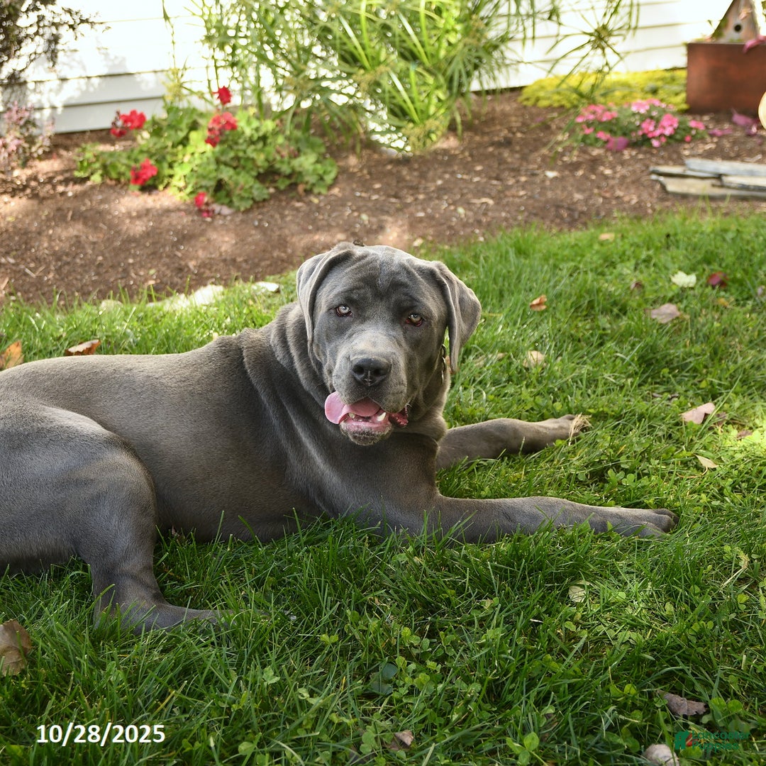 Cane Corso dogs for sale: Penny - Ad 2