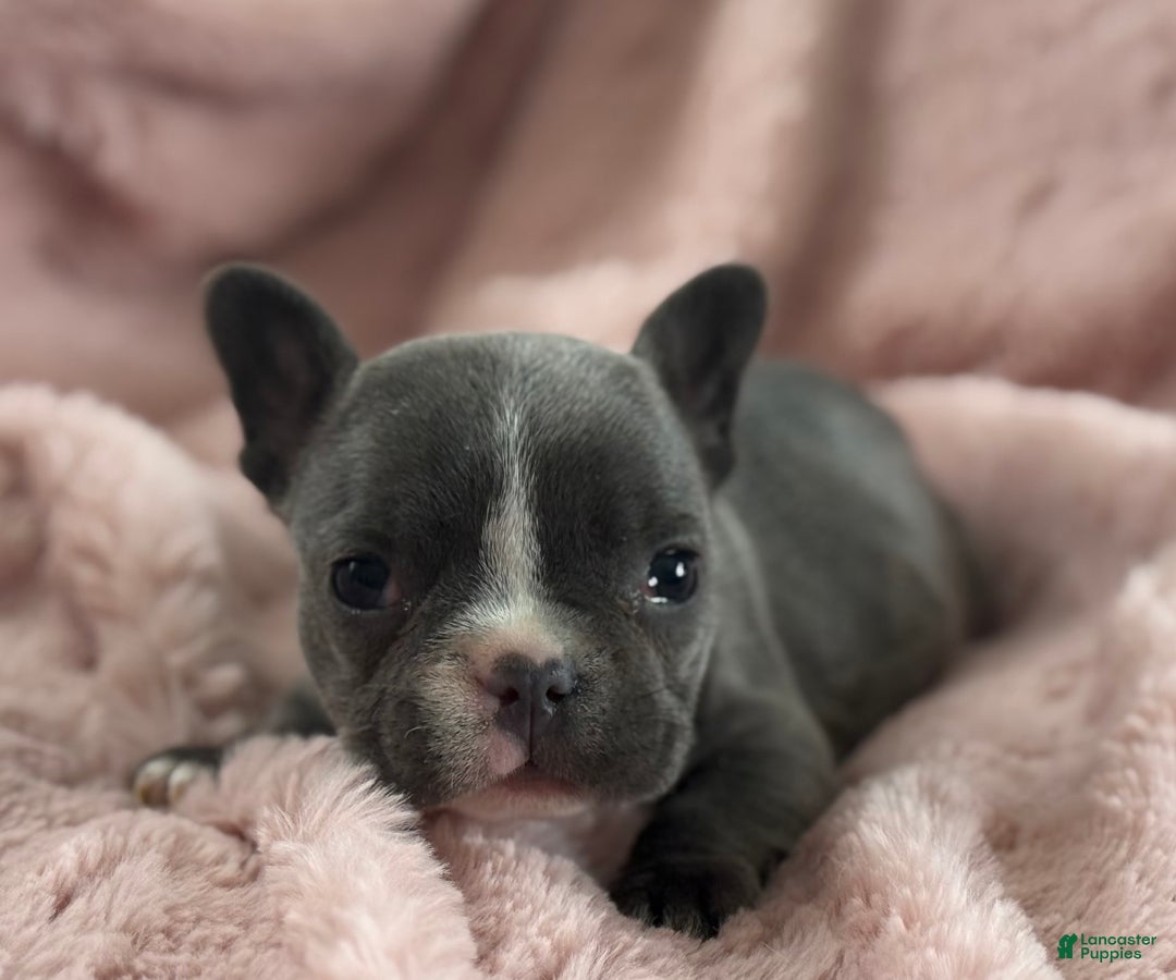 French Bulldog dogs for sale: Winnie - Ad 4