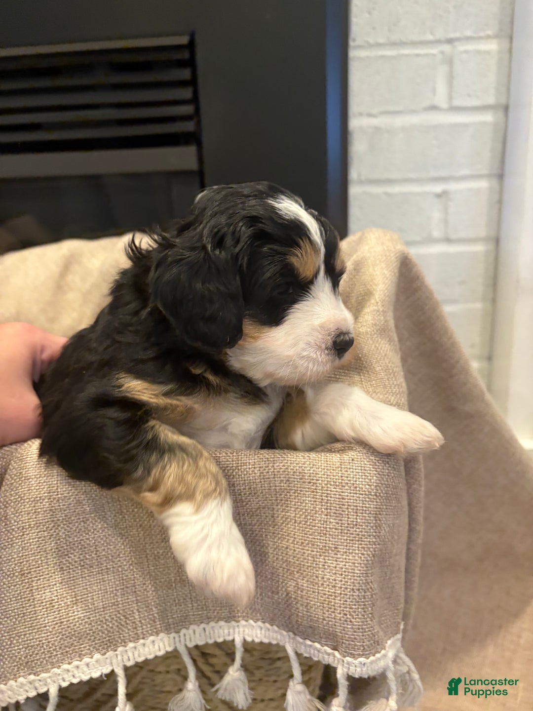 Mini Bernedoodle dogs for sale: Sadie - Ad 7