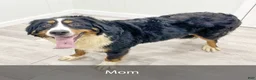 Bernese Mountain Dog dogs for sale: Baxter - Ad 9
