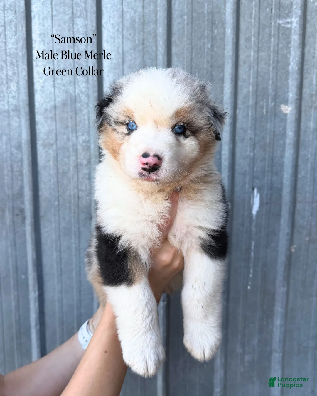 Australian Shepherd dogs for sale: Samson  - Ad 1