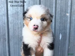 Australian Shepherd dogs for sale: Samson - Ad 4