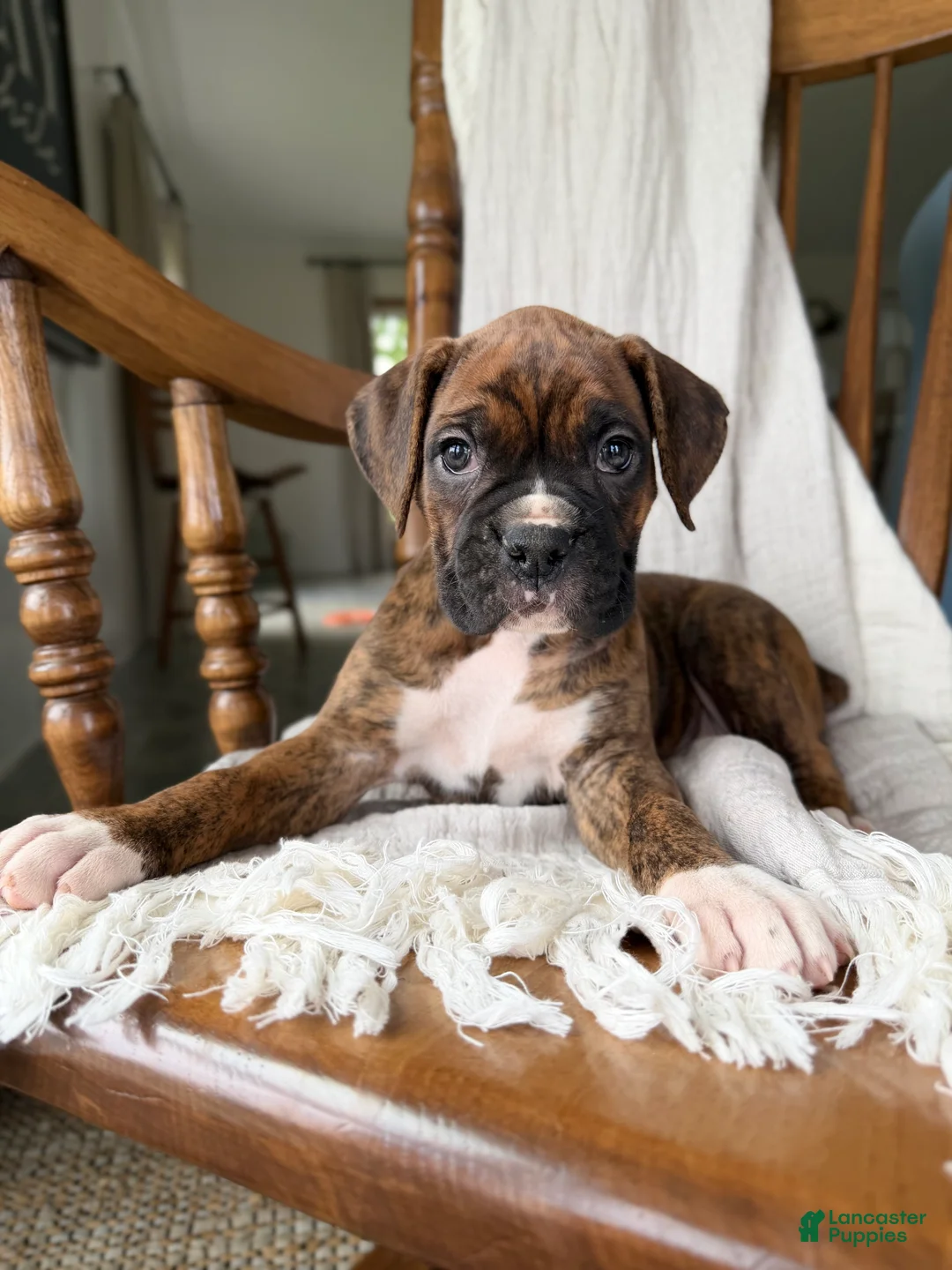 Boxer dogs for sale: Marlee - Ad 1