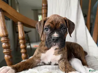 Boxer dogs for sale: Marlee - Ad 1