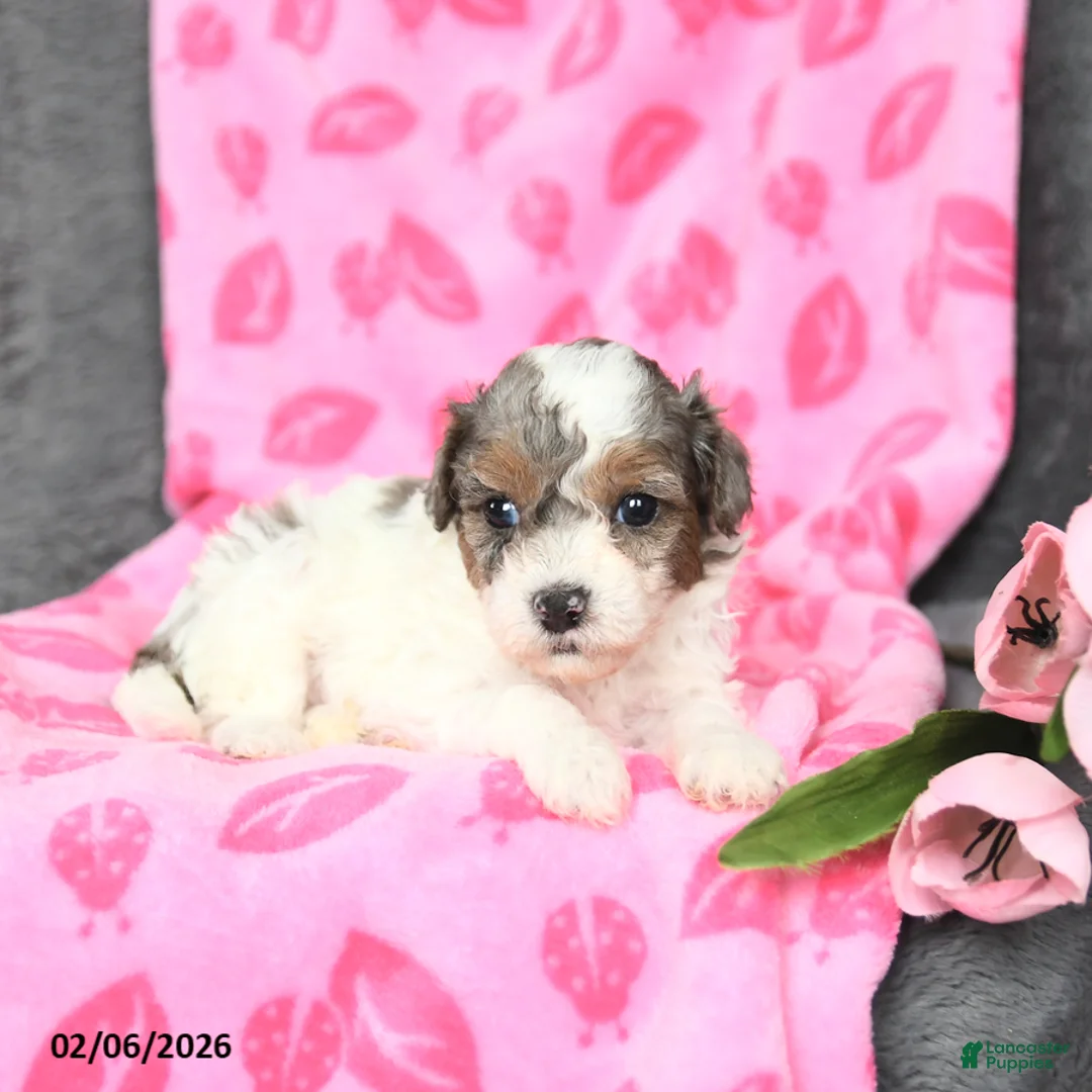 Bichpoo dogs for sale: Diamond - Ad 2