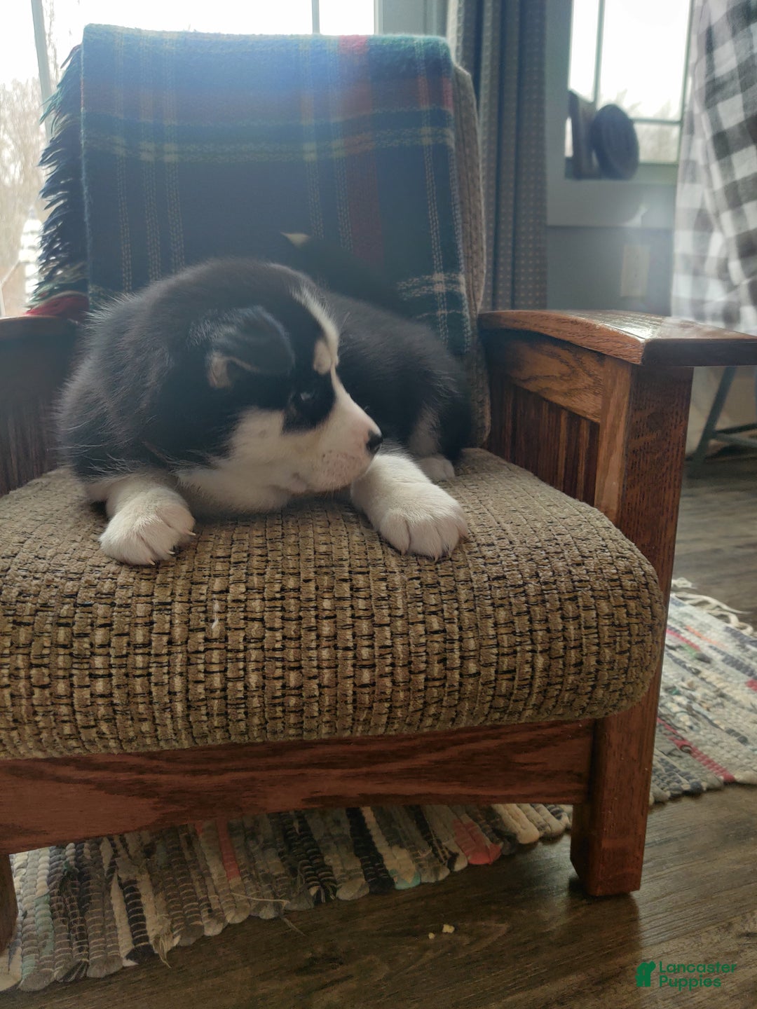 Siberian Husky dogs for sale: Hwin - Ad 3