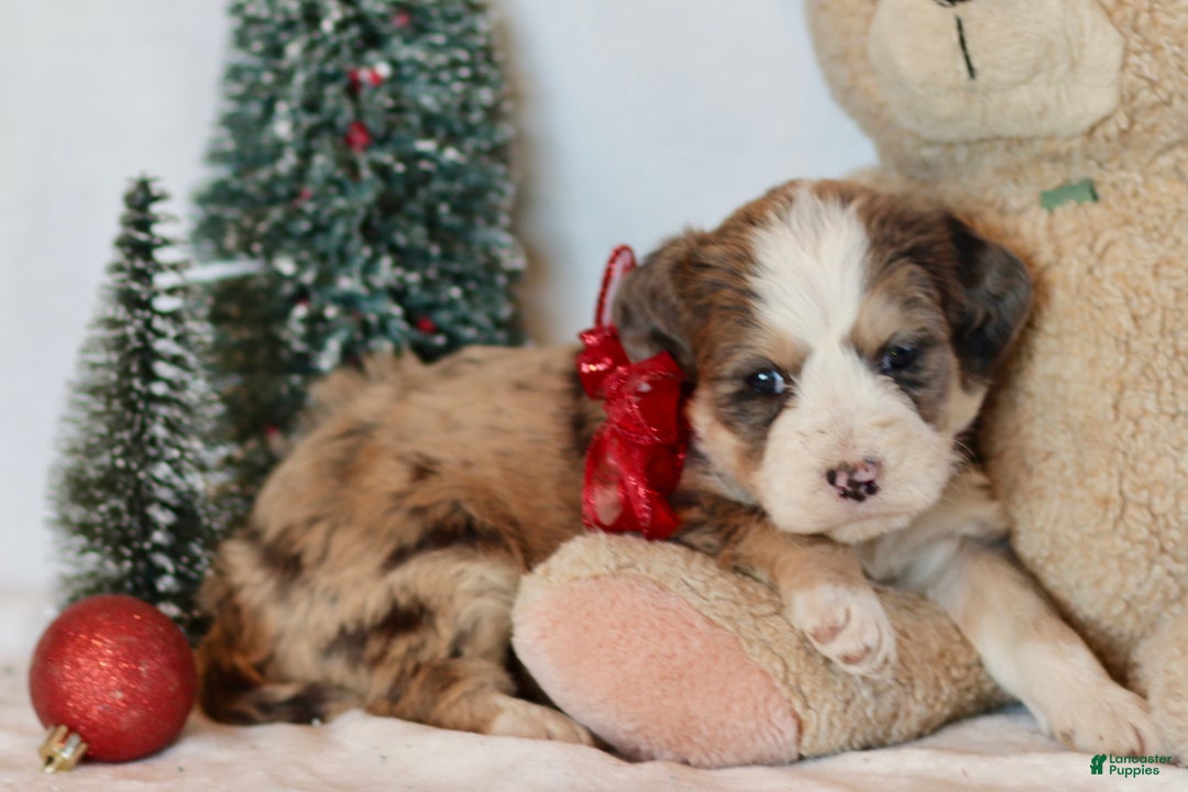 Bernedoodle dogs for sale: Whisper - Ad 8