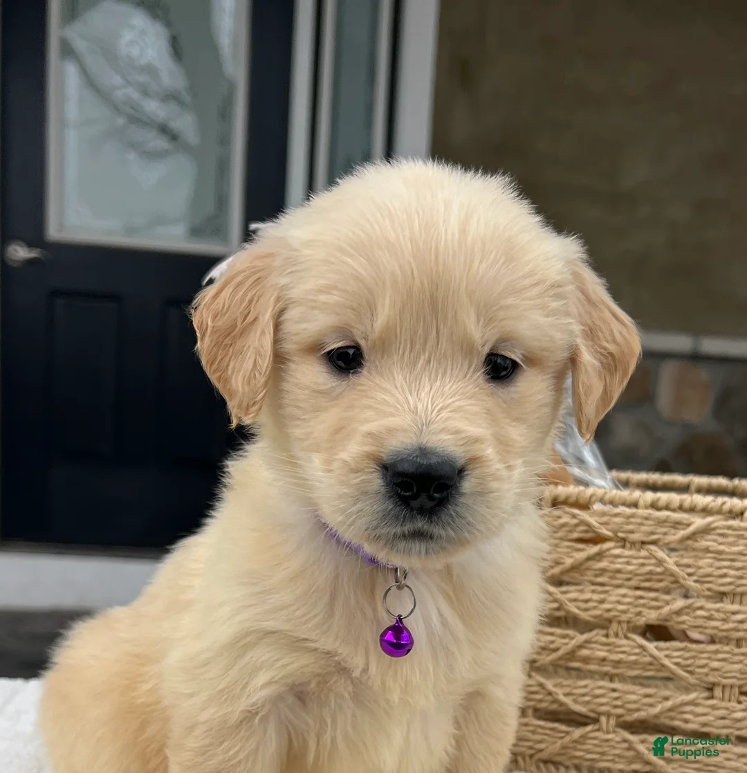Golden Retriever dogs for sale: Daisy - Ad 1