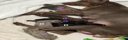 Miniature Pinscher dogs for sale: Savanna - Ad 5