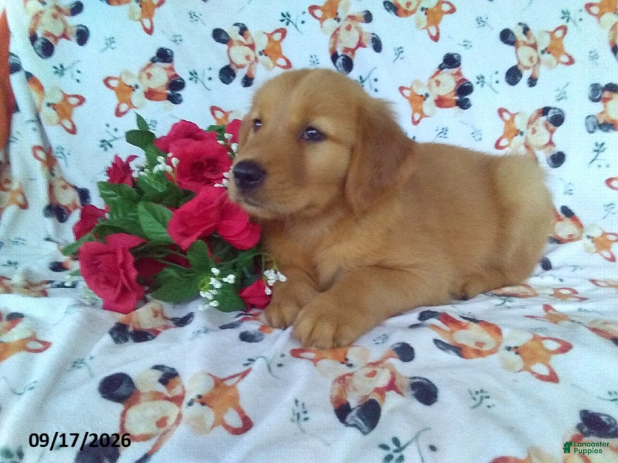 Golden Retriever dogs Chestnut - Ad 30