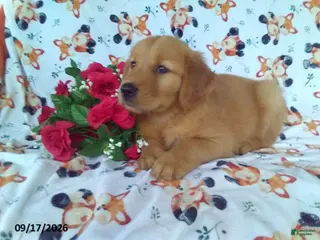 Golden Retriever dogs Chestnut - Ad 30