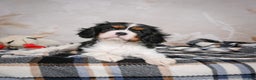 Cavalier King Charles Spaniel dogs for sale: Mia - Ad 9