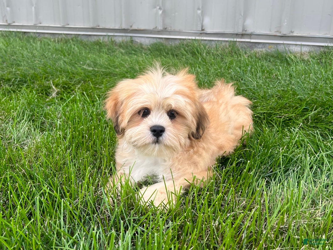 Lhasa Apso dogs for sale: Benji - Ad 11