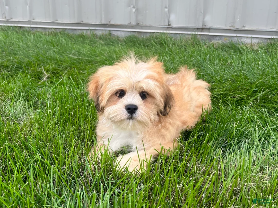 Lhasa Apso dogs for sale: Benji - Ad 9