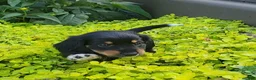 Miniature Dachshund dogs for sale: Venture  - Ad 40
