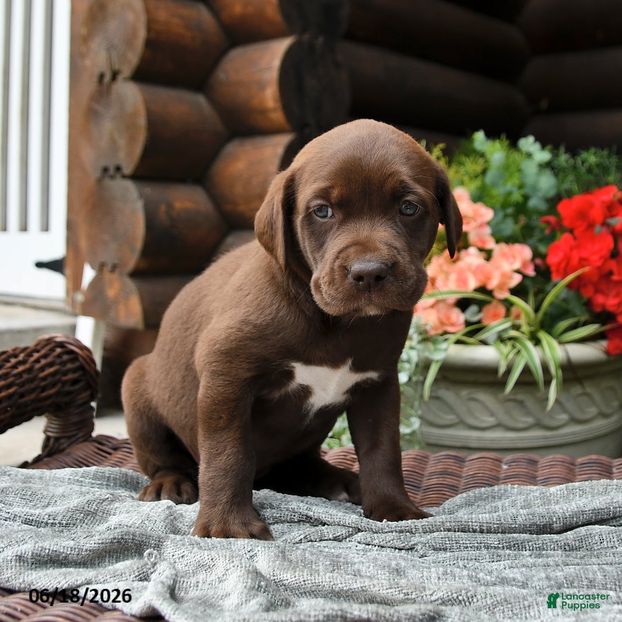 Boxador dogs Blossom - Ad 2
