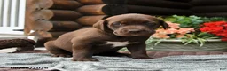 Boxador dogs for sale: Blossom - Ad 2