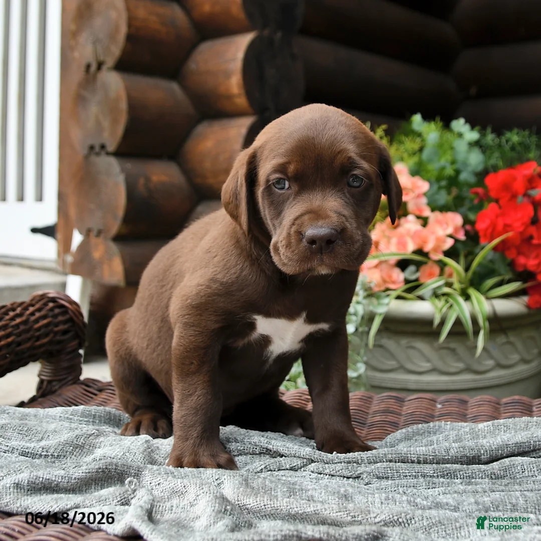 Boxador dogs for sale: Blossom - Ad 2