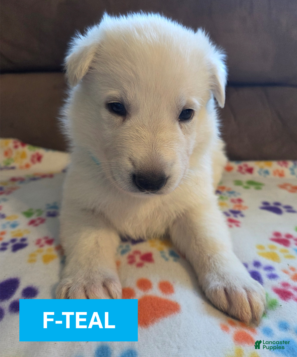 German Shepherd dogs White German Shepherd Puppy - Teal - Ad 30