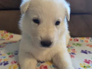 German Shepherd dogs White German Shepherd Puppy - Teal - Ad 30