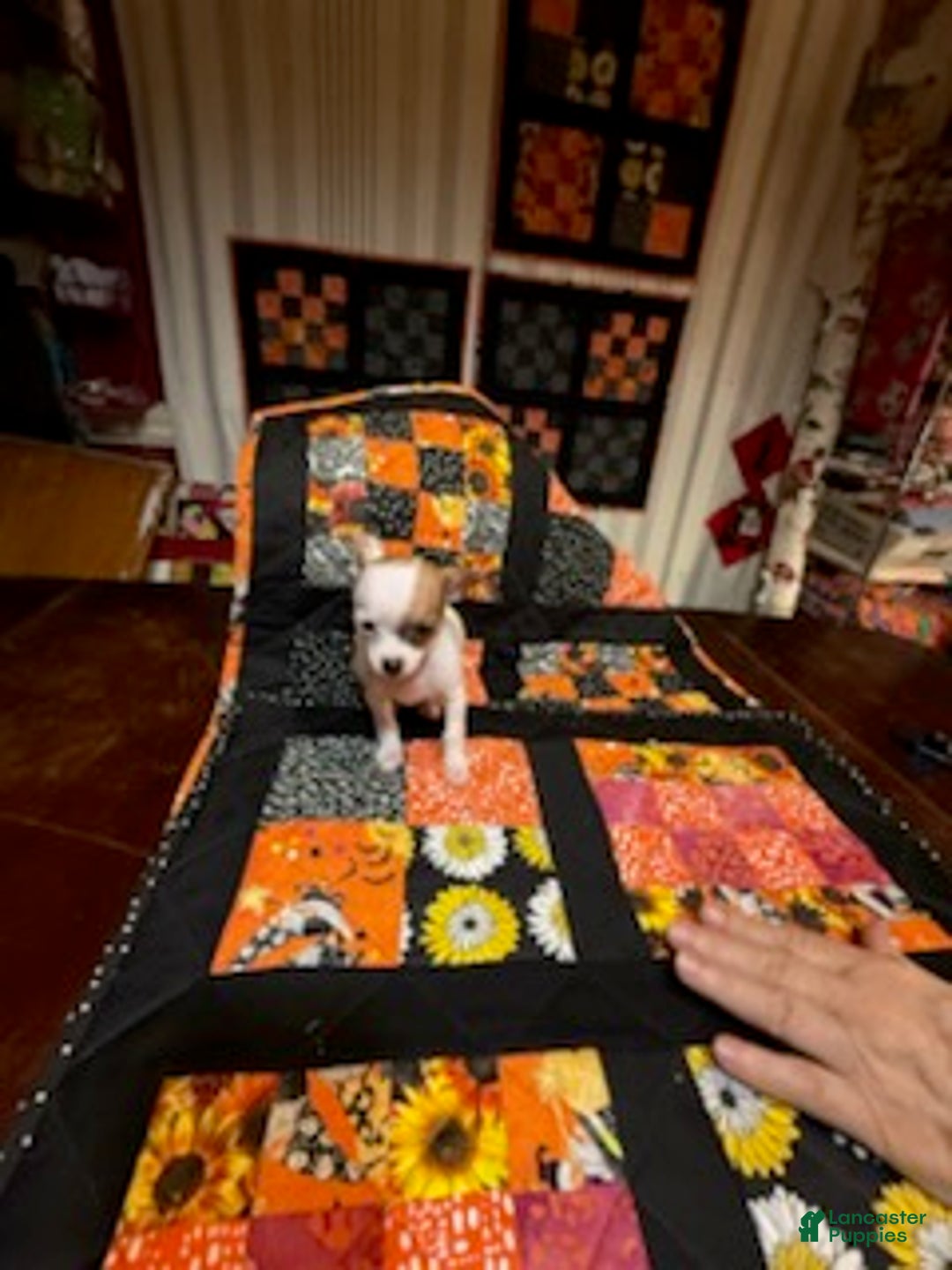 Chihuahua dogs for sale: Lucille - Ad 33