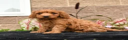 Cavapoo dogs for sale: Da Vinci - Ad 3