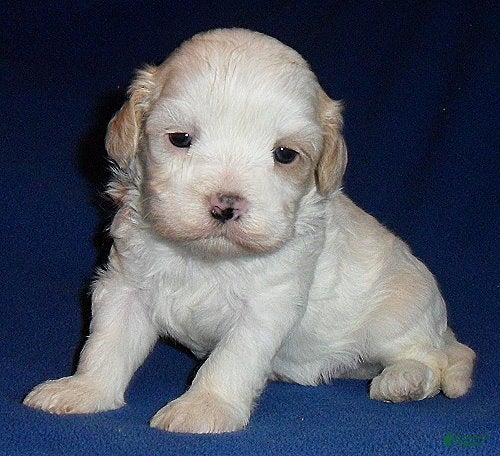 Shihpoo dogs Benji - Ad 1