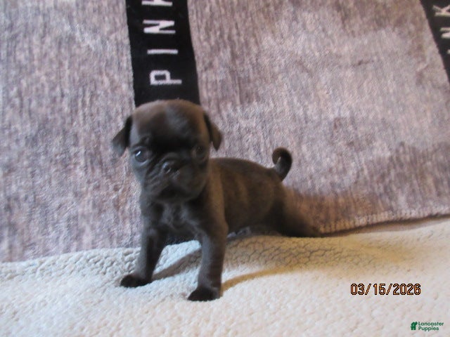 Pug dogs Pug Puppy 1 - Ad 1
