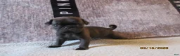 Pug dogs for sale: Pug Puppy 1 - Ad 1