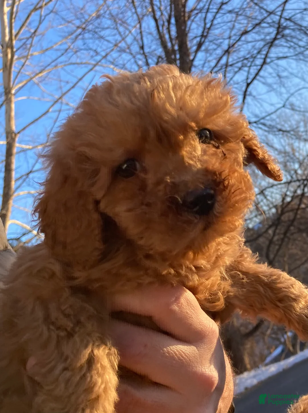 Labradoodle dogs for sale: Puppy - Ad 6