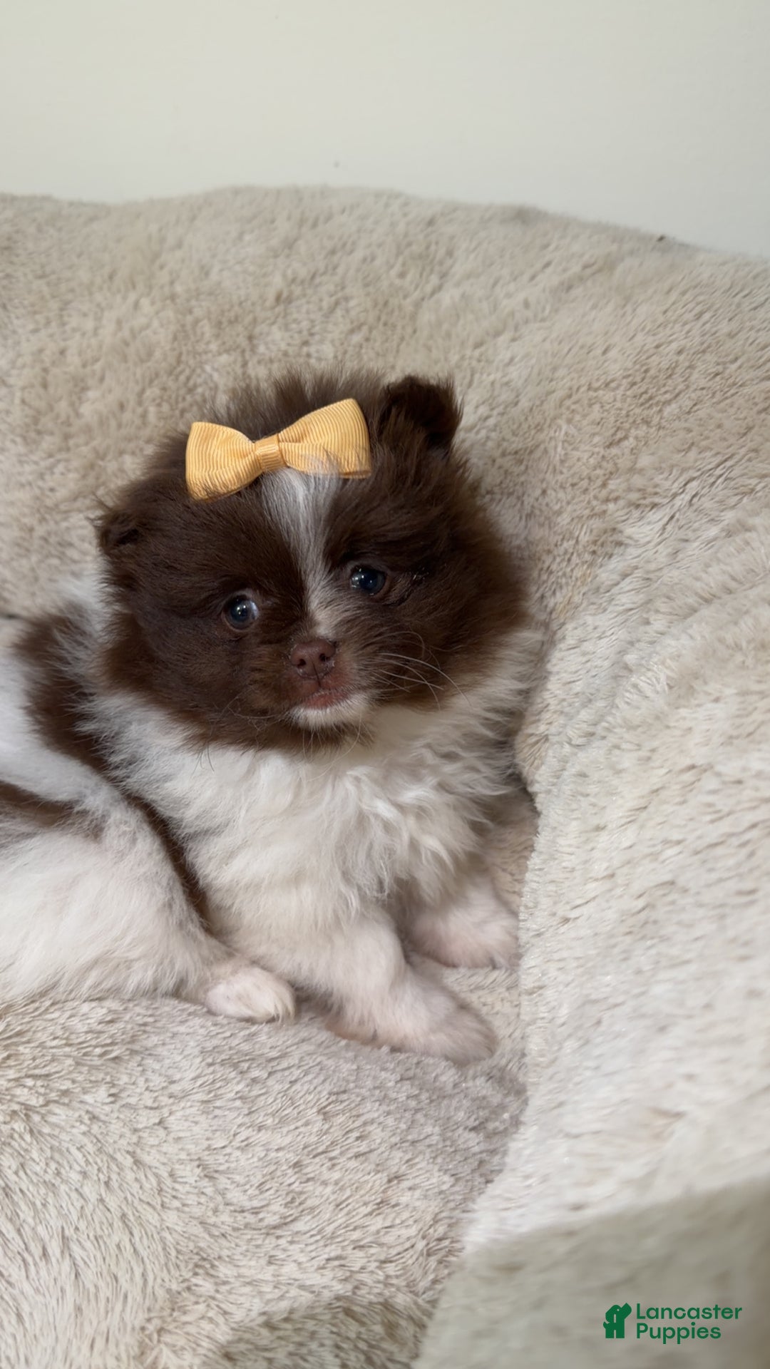 Pomeranian dogs for sale: Willow  - Ad 1