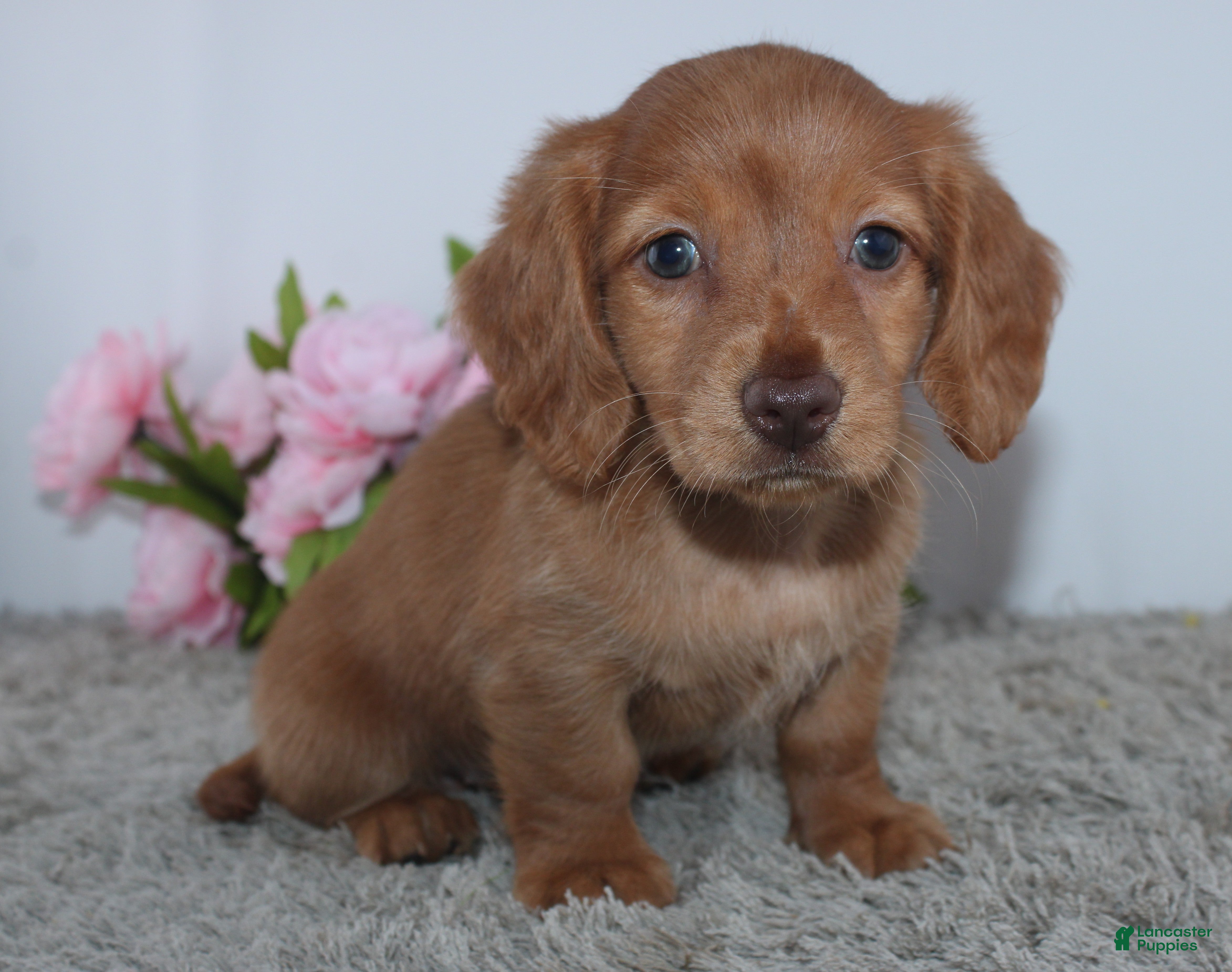 Miniature Dachshund dogs for sale: Princess - Ad 4