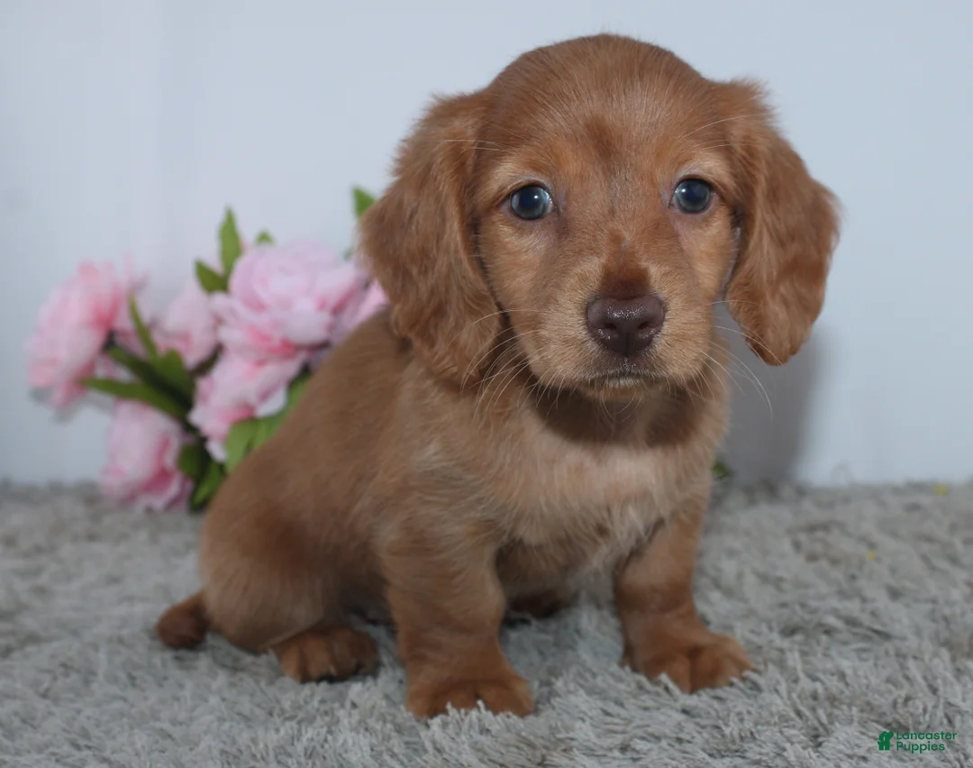 Miniature Dachshund dogs for sale: Princess - Ad 1