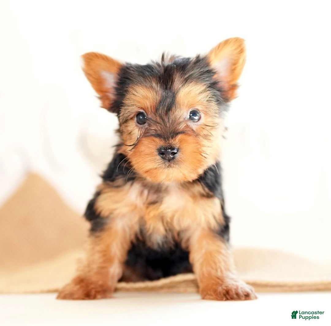 Morkie dogs for sale: Preston - Ad 7