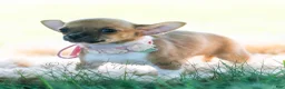 Chihuahua dogs for sale: Poppy - Ad 2