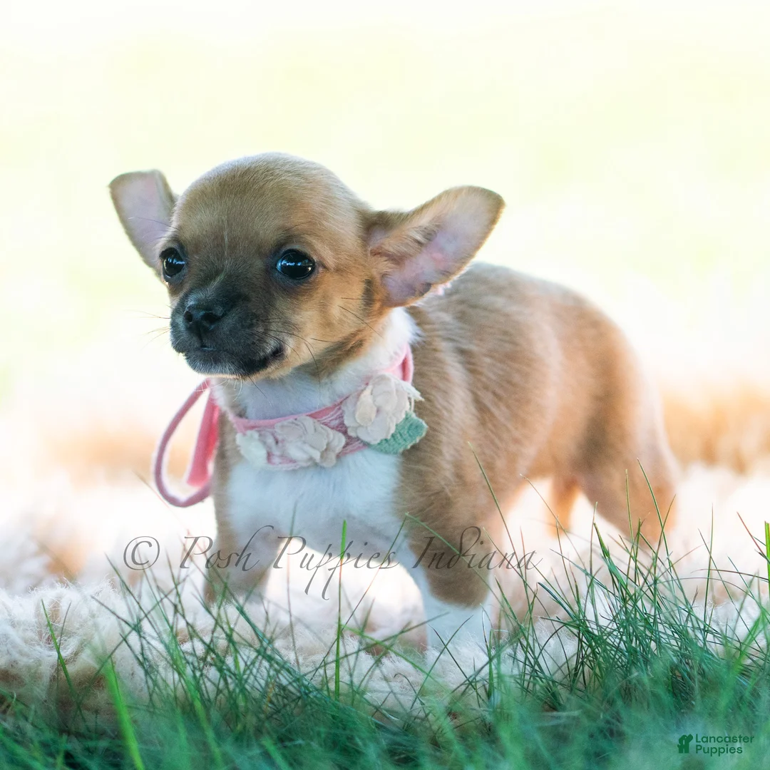 Chihuahua dogs for sale: Poppy - Ad 2