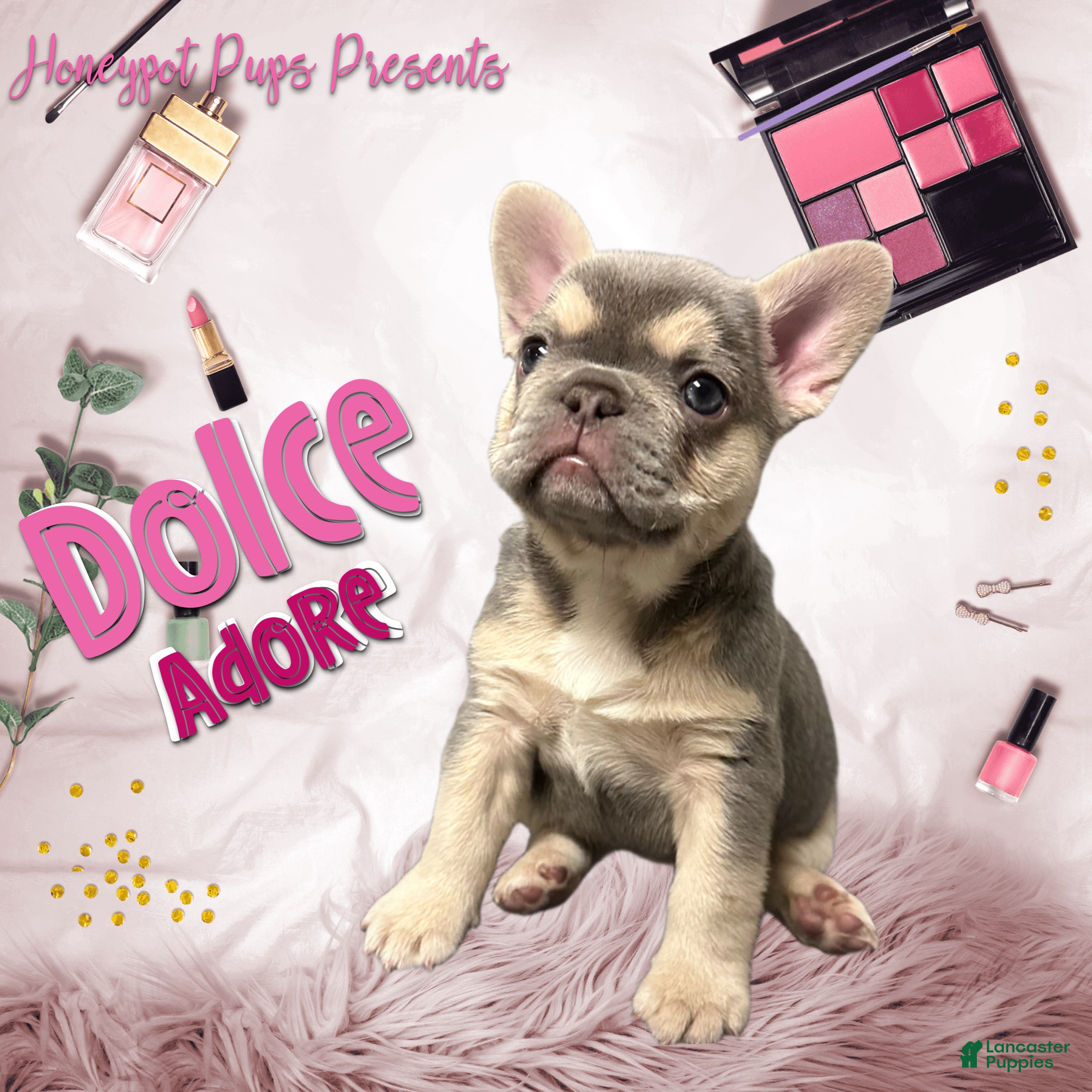 French Bulldog dogs DOLCE *FLUFFY and PINK CARRIER* - Ad 2