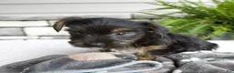 Morkie dogs for sale: William - Ad 6