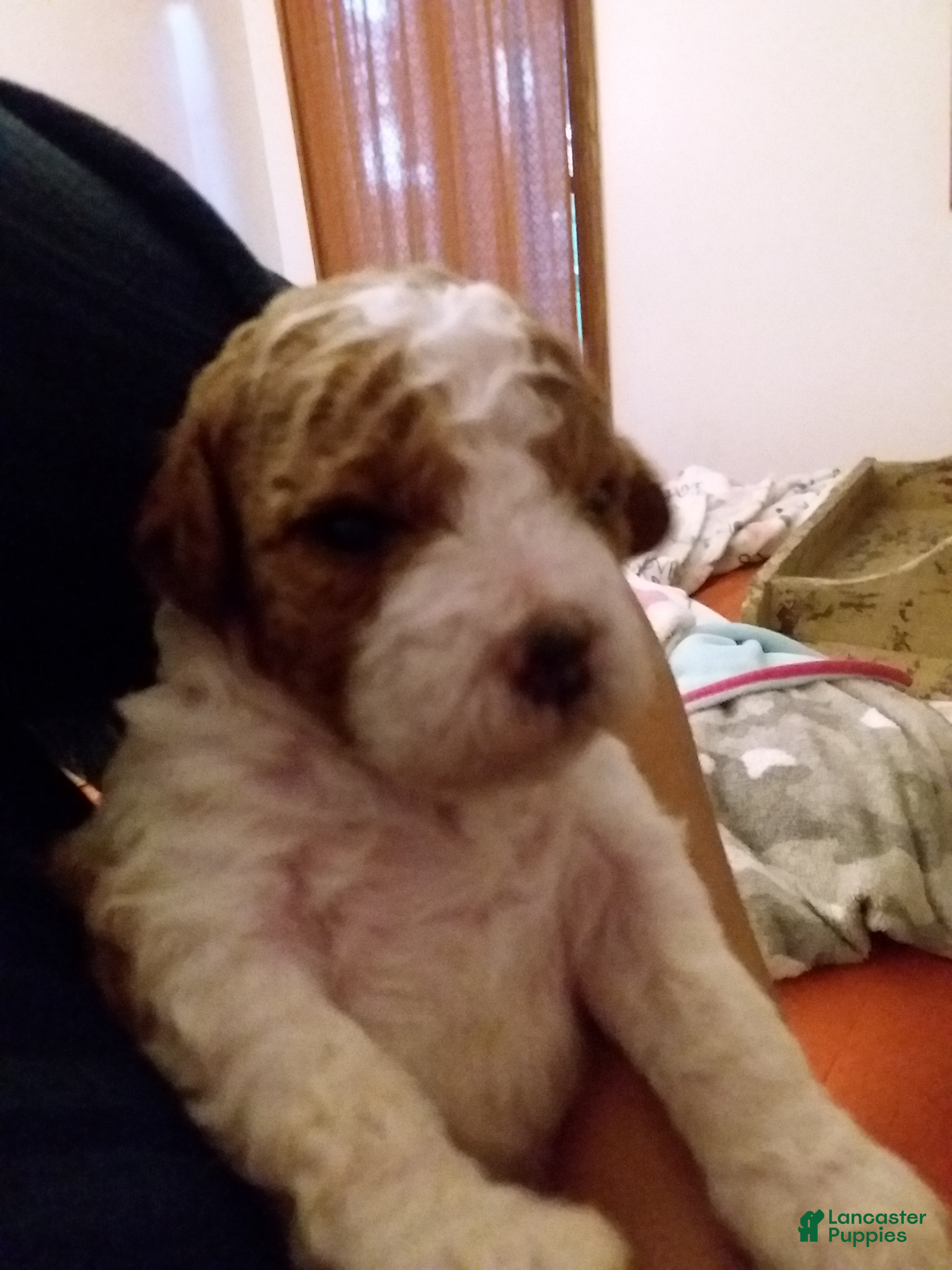 Cavapoo dogs for sale: Cavapoo 1 - Ad 1