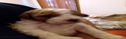 Cavapoo dogs for sale: Cavapoo 1 - Ad 1