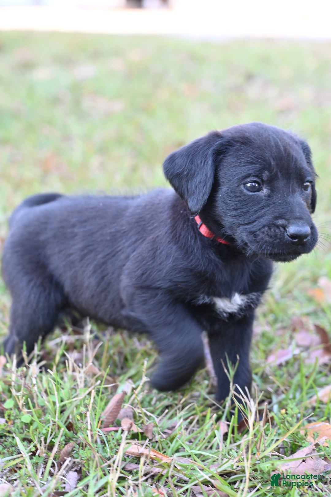 Mixed Breed dogs for sale: Puppy 1  - Ad 1