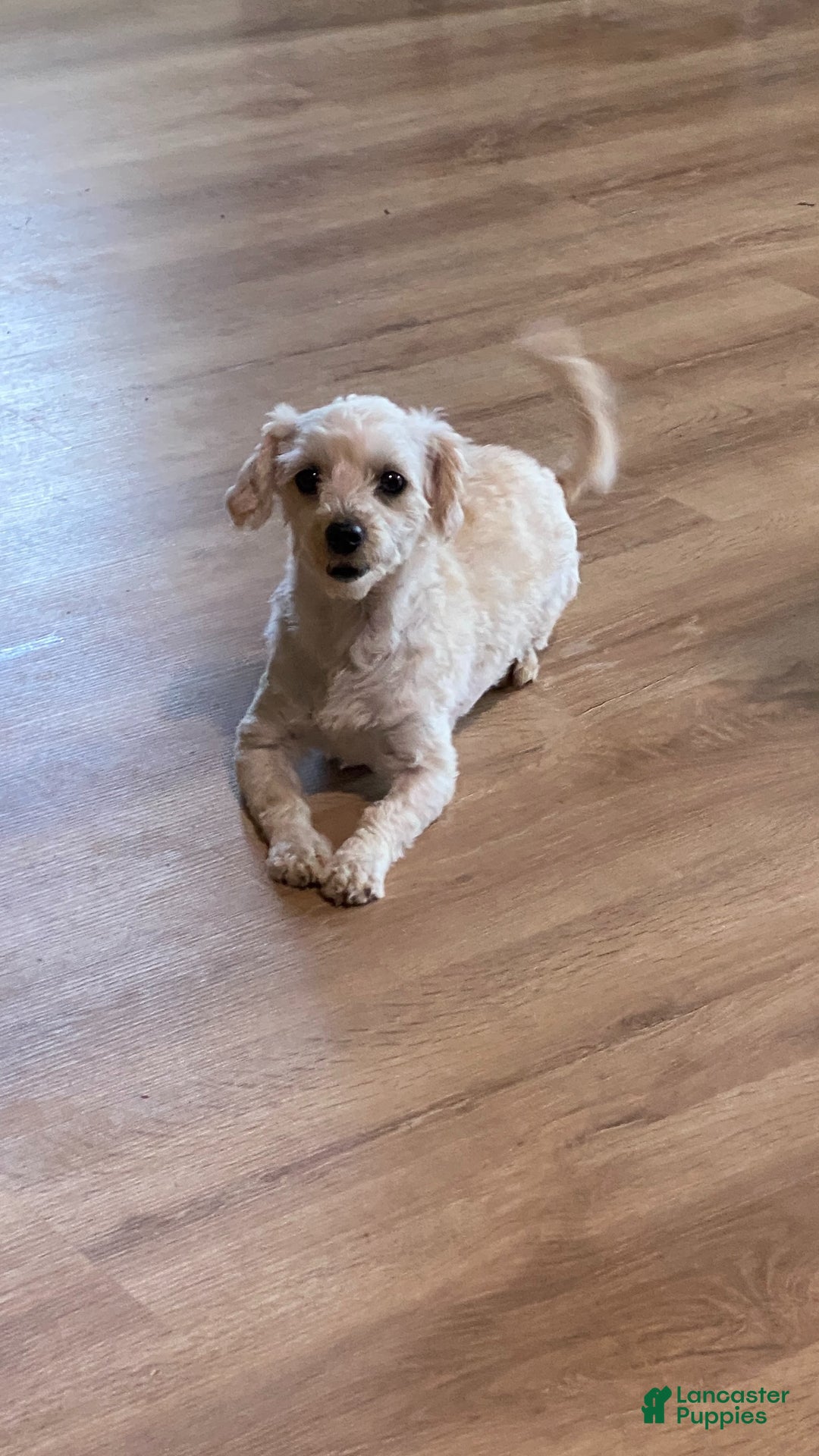 Maltipoo dogs for sale: Riley - Ad 5