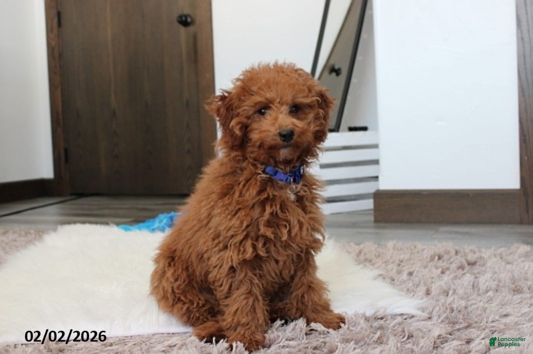 Toy Poodle dogs Patrick - Ad 2