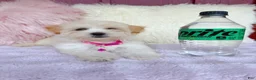 Maltipoo dogs for sale: 🩷 Pinky 🩷 - Ad 3