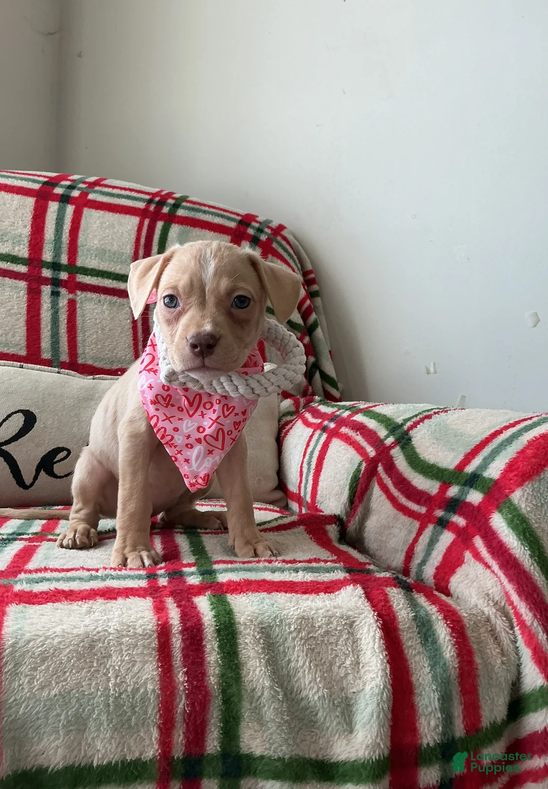 American Bully dogs for sale: Chanel - Ad 1