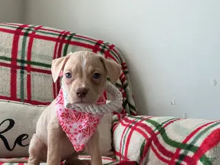 American Bully dogs Chanel - Ad 9